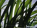 Guy Fanguy - Artist - Photographer - Guy Fanguy - Sugar Cane Farming - Louisiana (14).jpg Size: 56022 - 6